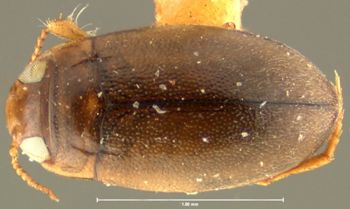 Media type: image;   Entomology 23888 Aspect: habitus dorsal view